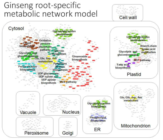 Ginseng root-specific metabolic network model