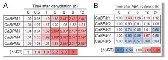 Expression pattern of CaBPM genes in response to dehydration stress and ABA treatment