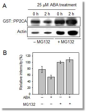 PP2CA protein is unstable in vivo