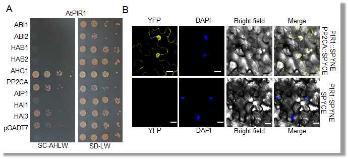 Interaction between the PP2CA interacting RING finger protein 1 (PIR1) protein and the group A protein phosphatases type 2C