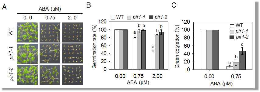 Enhanced tolerance of the pir1 mutant line to ABA