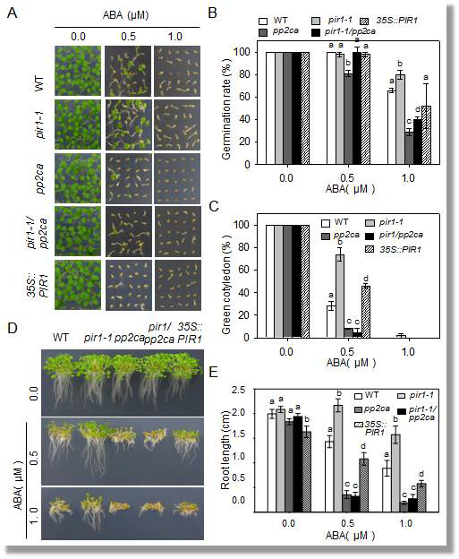 Enhanced sensitivity of the pir1/pp2ca mutant line to ABA