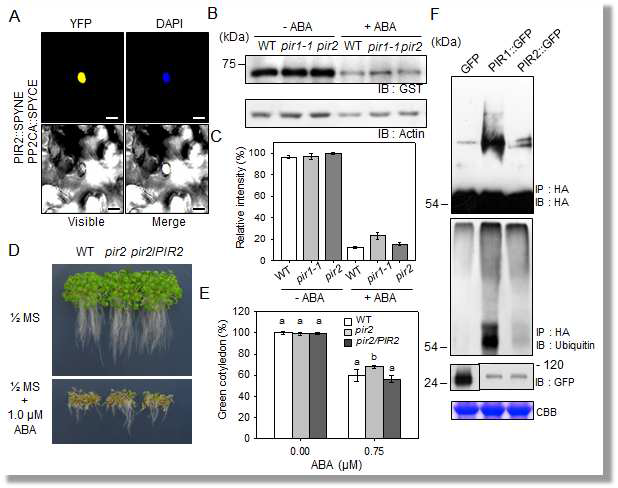 Interaction of the PP2CA interacting RING finger protein 2 (PIR2) protein with PP2CA and effects of PIR2 on PP2CA stability