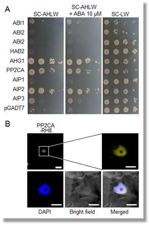 Interaction of PP2CA with RH8