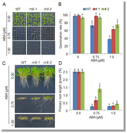 Reduced sensitivity of rh8 mutants to ABA