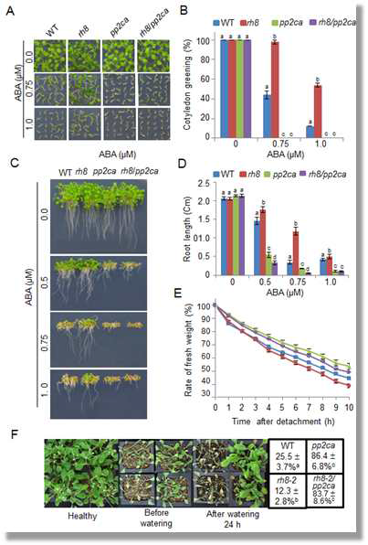 Enhanced sensitivity to ABA and tolerance to drought stress in rh8/pp2ca double mutants
