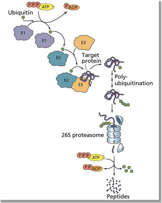 Protein degradation pathway