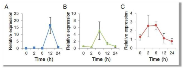 Expression of CaLOX1