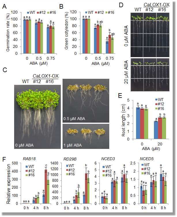 Reduced sensitivity of the CaLOX1-OX transgenic Arabidopsis lines to ABA