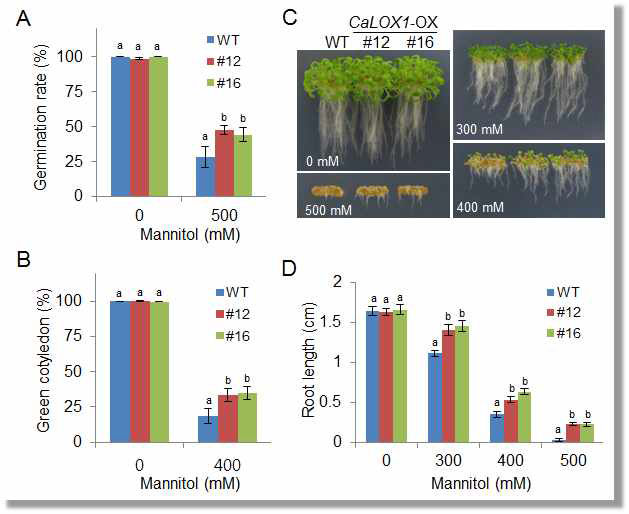 Increased tolerance of CaLOX1-OX plants to osmotic stress