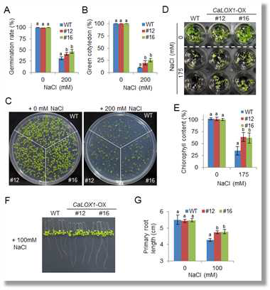 Increased tolerance of CaLOX1-OX plants to high salt stress