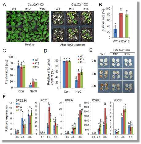 Increased tolerance of CaLOX1-OX plants to salinity stress during adult plants