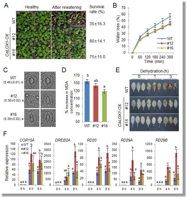 Increased tolerance of CaLOX1-OX transgenic Arabidopsis lines to drought stress