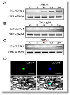 Expression of CaOSR1 and Localization of CaOSR1