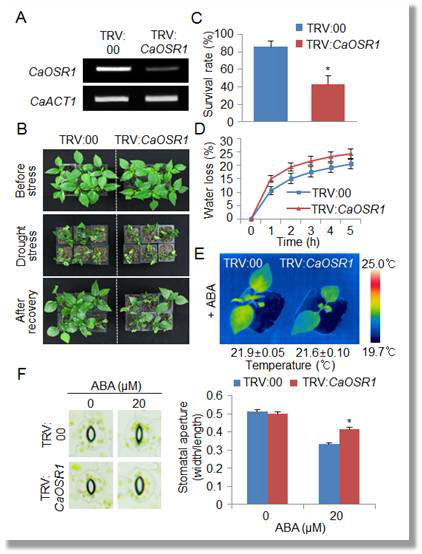 Decreased tolerance of CaOSR1-silenced pepper plants to drought stress