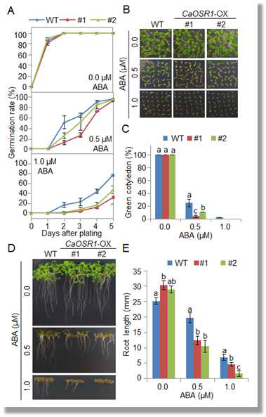 Increased sensitivity of the CaOSR1-OX transgenic Arabidopsis lines to ABA