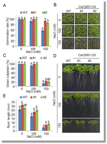 Increased tolerance of CaOSR1-OX plants to high salt stress