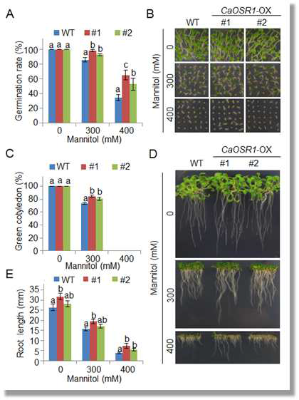 Increased tolerance of CaOSR1-OX plants to osmotic stress
