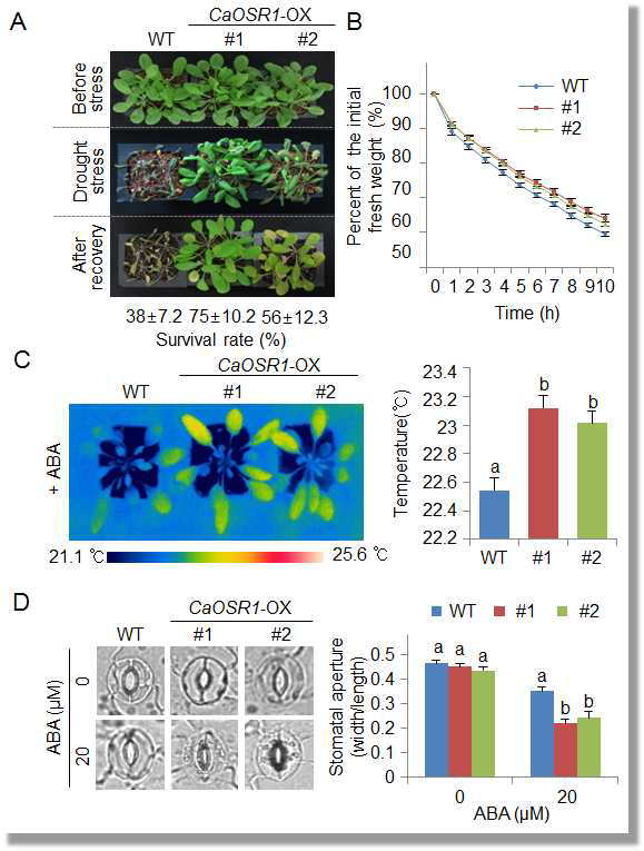 Increased tolerance of CaOSR1-OX transgenic Arabidopsis lines to drought stress