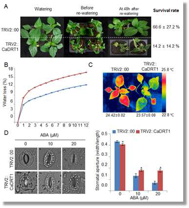 Decreased tolerance of CaDRT1-silenced pepper plants to drought stress