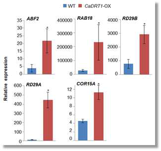 Expression of ABA-responsive genes