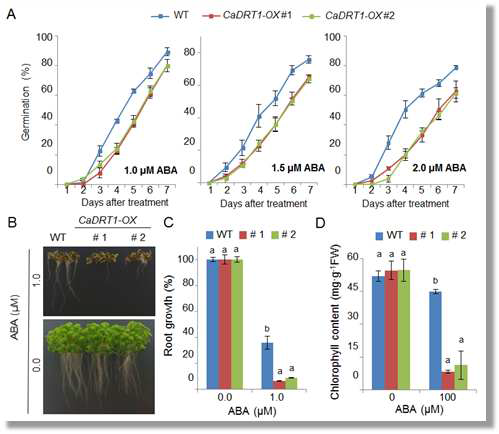 Increased sensitivity of the CaDRT1-OX transgenic Arabidopsis lines to ABA
