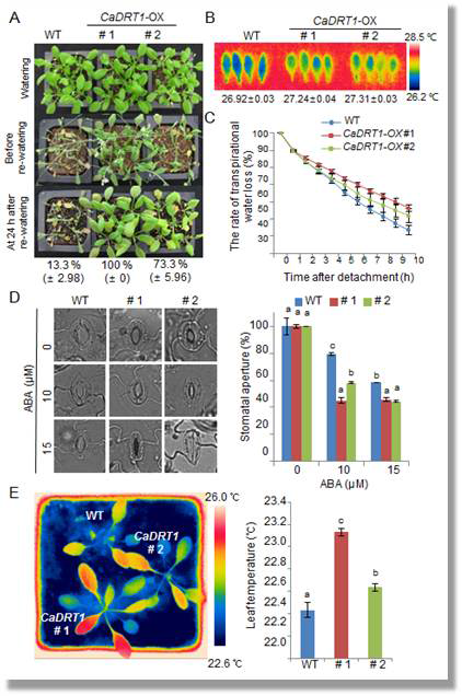 Increased tolerance of CaDRT1-OX transgenic Arabidopsis lines to drought stress