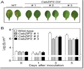 Enhanced resistance of CabZIP2-OX plants to Pst DC3000 infection