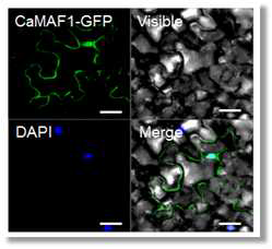 Localization of CaMAF1