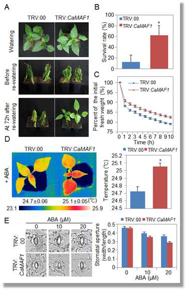 Increased tolerance of CMAF1-silenced pepper plants to drought stress