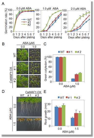 Reduced sensitivity of the CaMAF1-OX transgenic Arabidopsis lines to ABA