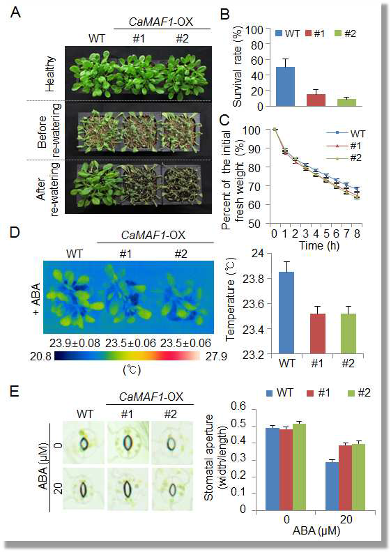 Reduced tolerance of CaMAF1-OX transgenic Arabidopsis lines to drought stress