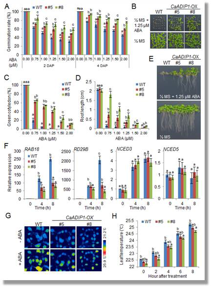 Reduced sensitivity of the CaADIP1-OX transgenic Arabidopsis lines to ABA