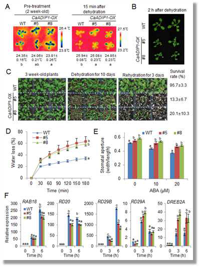 Reduced tolerance of CaADIP1-OX transgenic Arabidopsis lines to drought stress