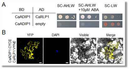 Protein-protein interaction between CaADIP1 with CaRLP1