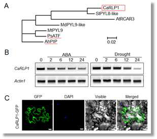 phylogenetic tree, expression and localization of CaRLP1