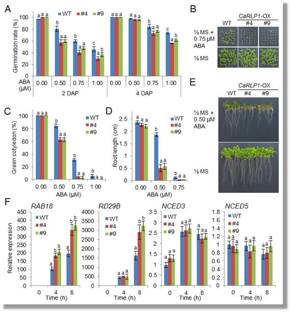 Enhanced sensitivity of the CaRLP1-OX transgenic Arabidopsis lines to ABA