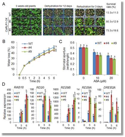 Increased tolerance of CaRLP1-OX transgenic Arabidopsis lines to drought stress