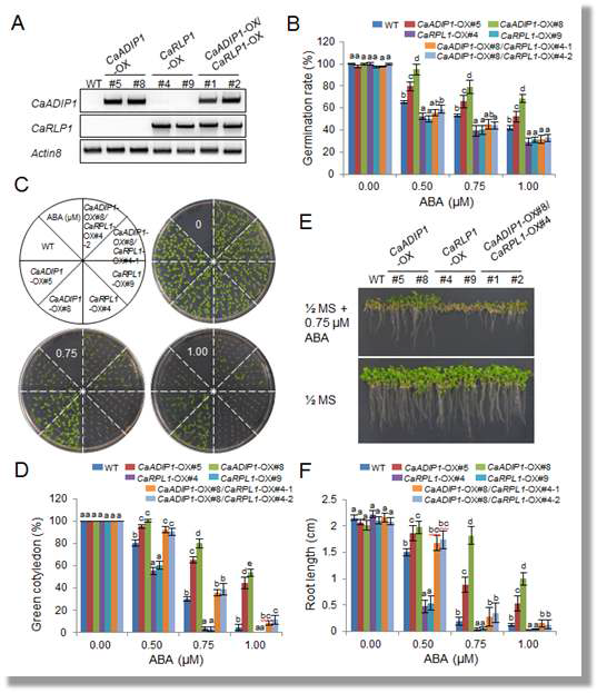 Reduced sensitivity of the CaADIP1/CaRLP1-OX transgenic Arabidopsis lines to ABA