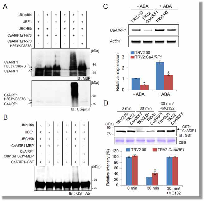 Ubiquitination of CaADIP1 via CaAIRF1