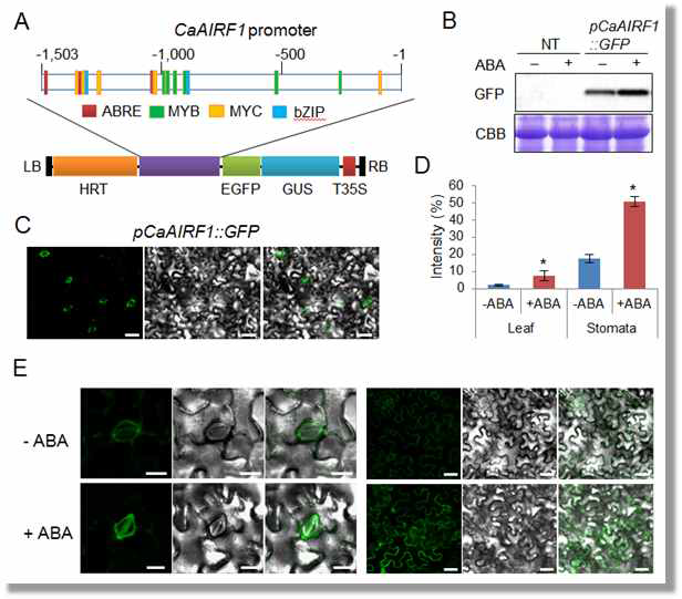 Promoter analysis of CaAIRF1