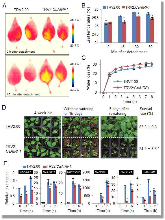 Reduced tolerance of CaAIRF1-silenced pepper plants to drought treatment