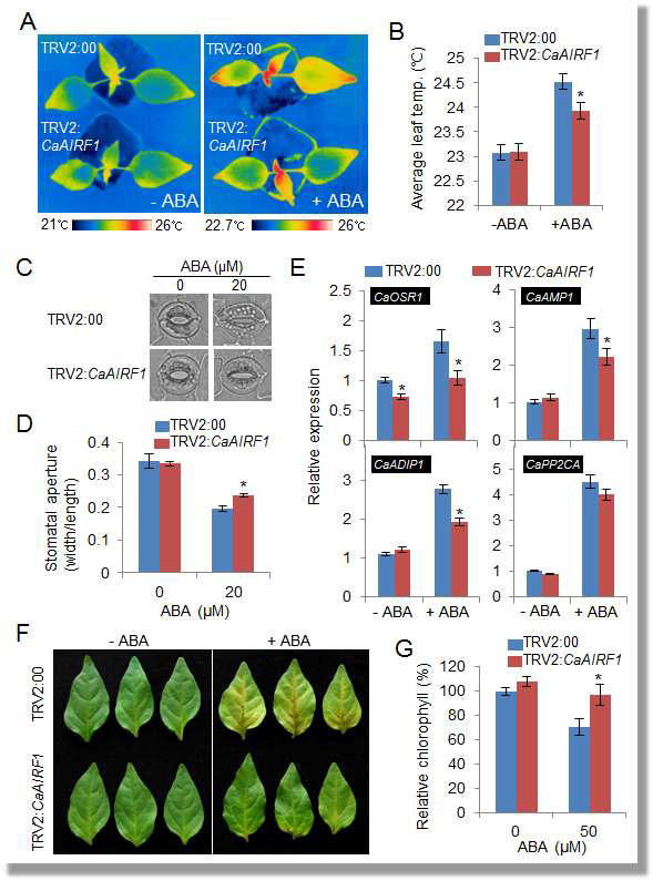 Reduced sensitivity of CaAIRF1-silenced pepper plants to ABA treatment