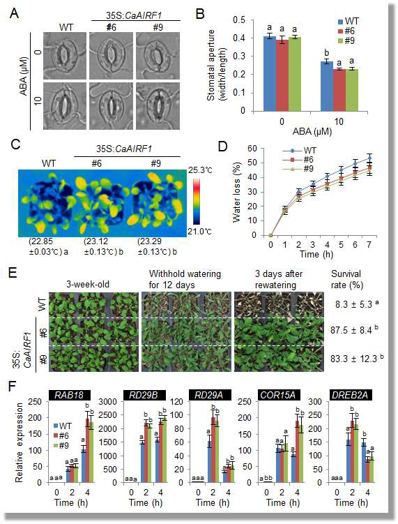 Increased sensitivity and tolerance of CaAIRF1-OX plants to ABA and drought stress, respectiveley