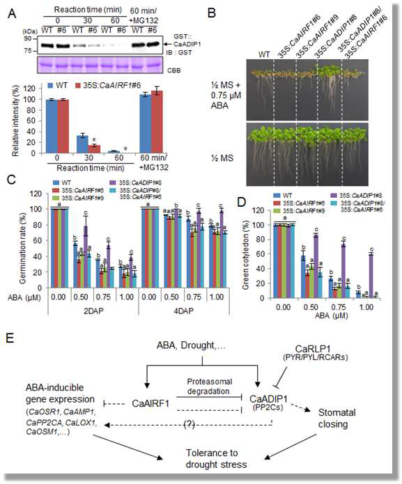 Increased sensitivity of CaADIP1/CaAIRF1-OX plants to ABA