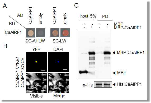 Interaction of CaAIRF1 with CaAIPP1