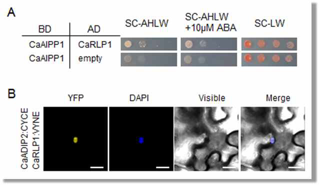 Interaction of CaAIPP1 with ABA receptor CaRLP1