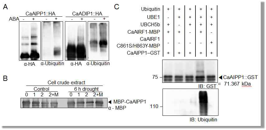 Abscisic acid -promoted degradation of the CaAIPP1 protein