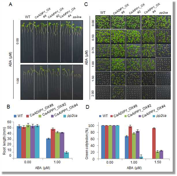 Reduced sensitivity of CaAIPP1-OX transgenic Arabidopsis plants to abscisic acid (ABA) during seedling growth