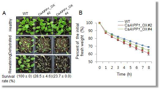 Reduced tolerance of CaAIPP1-overexpressing (OX) plants to drought stress